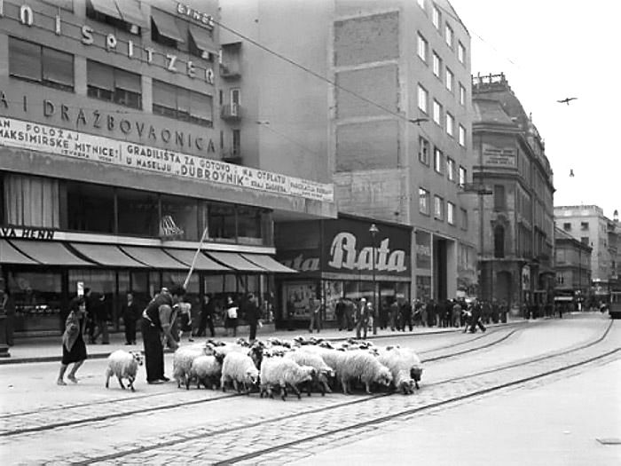 Ilica 1938. godine, ovce na trgu